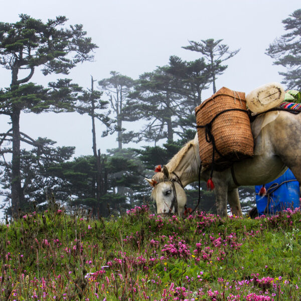 Diwak_Studio_S600-01-369